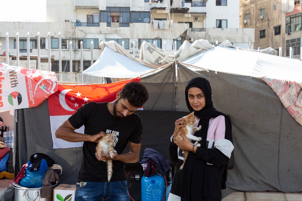 Kittens in Lebanon