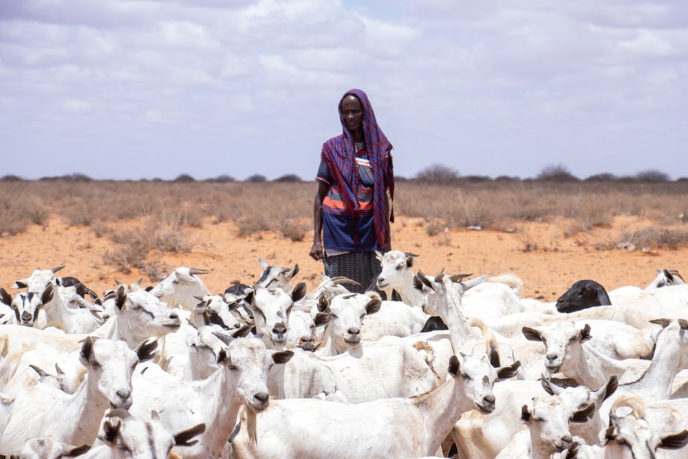 Pastoralist and his goats